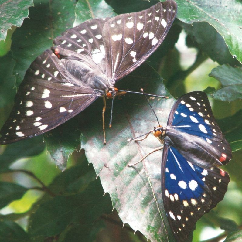 Die Schmetterlingsraupen wurden dem Tiergarten Schönbrunn übergeben.