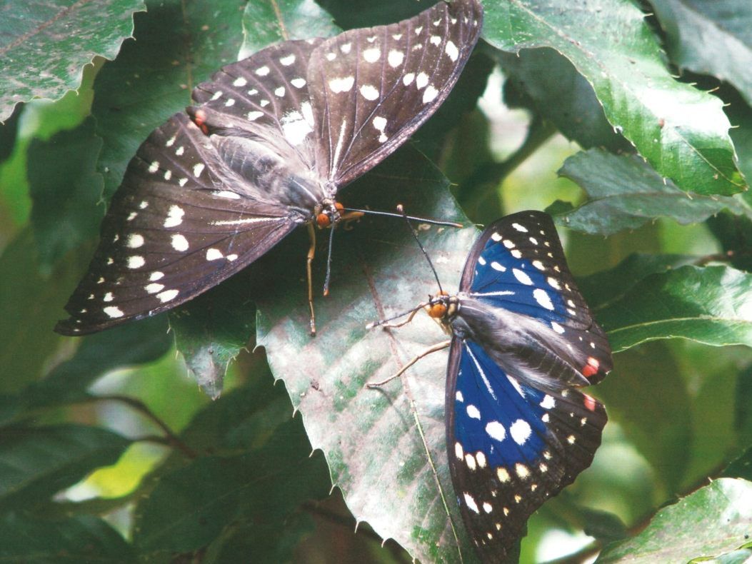Die Schmetterlingsraupen wurden dem Tiergarten Schönbrunn übergeben. Die Schmetterlingsraupen wurden dem Tiergarten Schönbrunn übergeben.