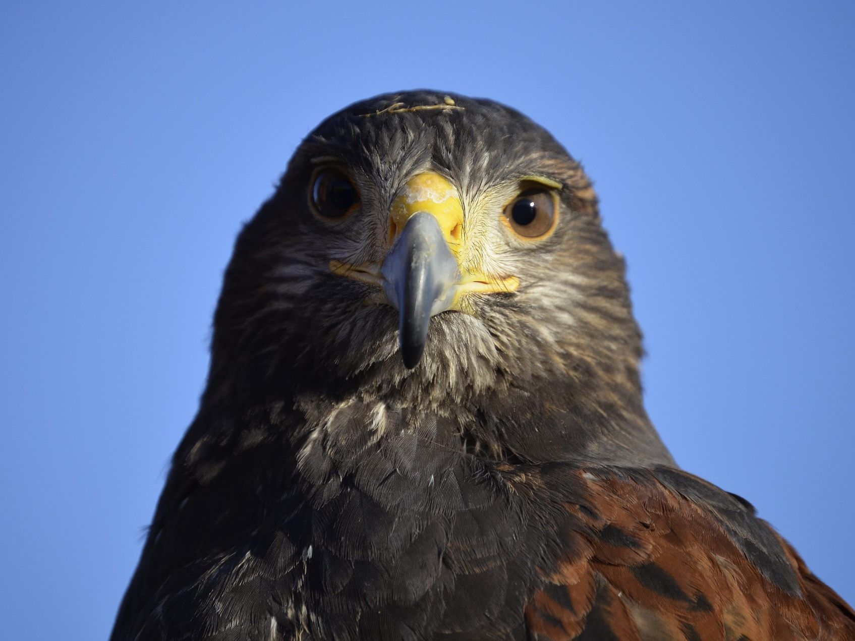 In Niederöstererich wurde erneut ein toter Seeadler entdeckt. In Niederöstererich wurde erneut ein toter Seeadler entdeckt.
