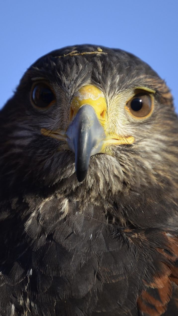 In Niederöstererich wurde erneut ein toter Seeadler entdeckt.