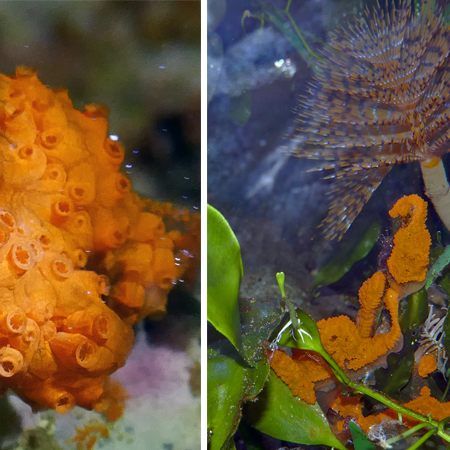 Aufgrund der guten Wasserqualität vermehren sich die Seescheiden.