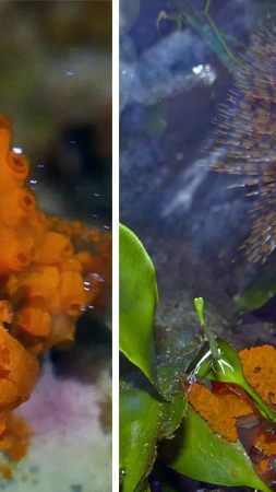 Aufgrund der guten Wasserqualität vermehren sich die Seescheiden.