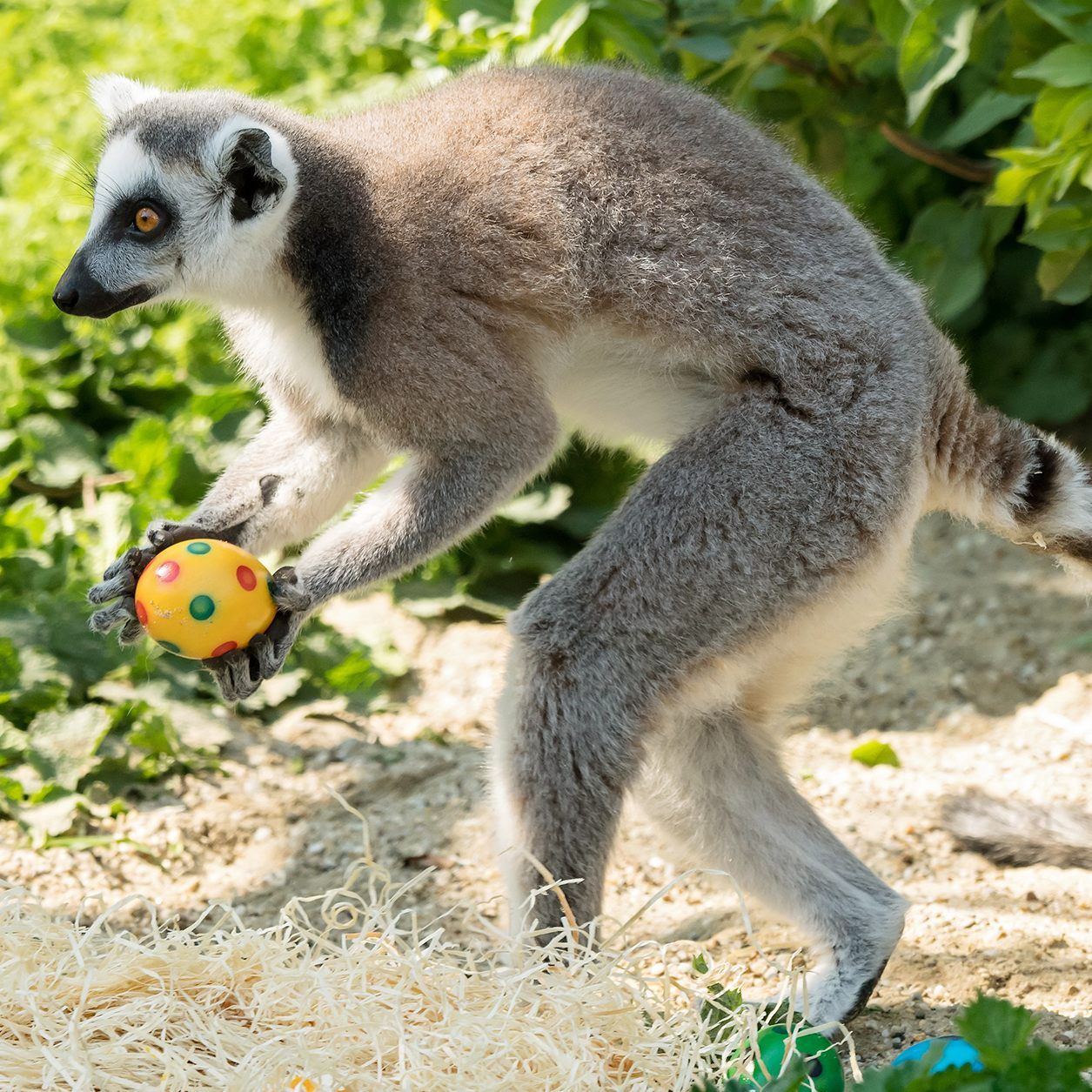 Die aufgeweckten Lemuren fanden das Osternest sehr schnell.