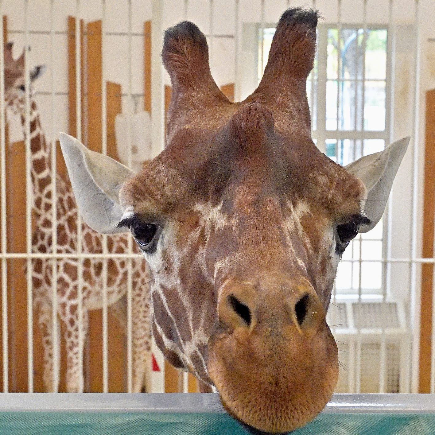 Bulle "Obi" ist am Mittwoch aus Amsterdam angereist.