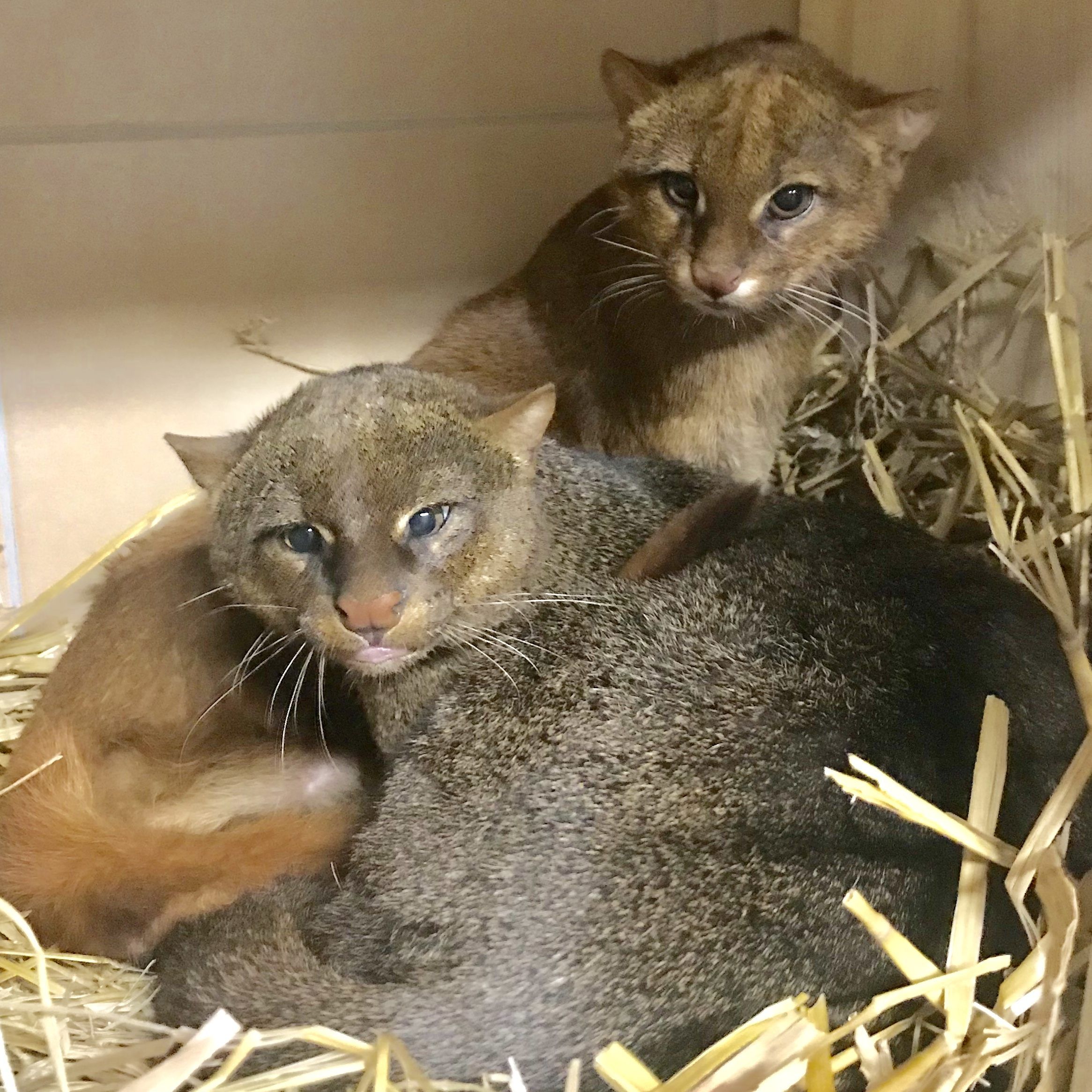 Im "Weißen Zoo" werden künftig zwei Jaguarundis zu sehen sein.