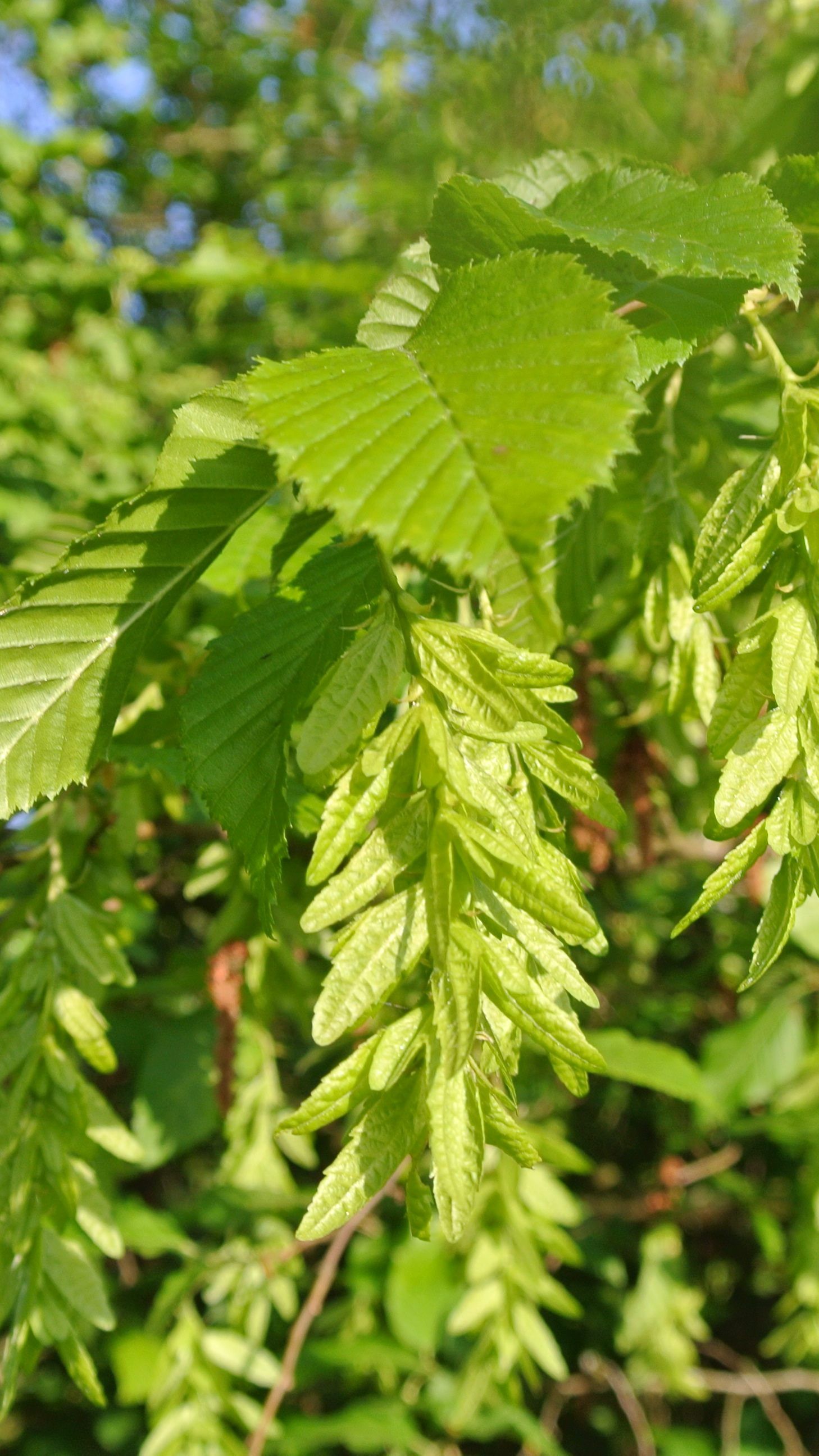 Die Hopfenbuche ist der "Baum des Jahres" 2019.