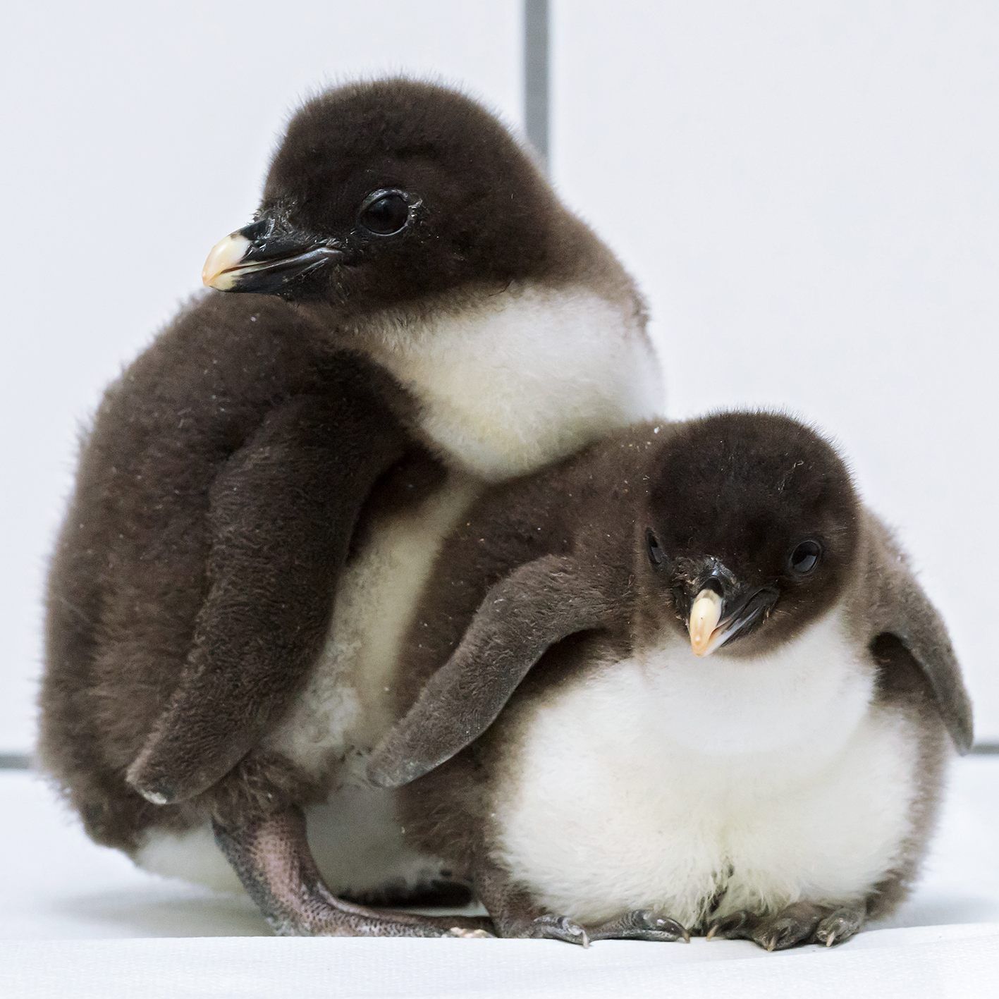Vor kurzem sind Küken der bedrohten Art des Felsenpinguins im Tiergarten Schönbrunn geschlüpft.