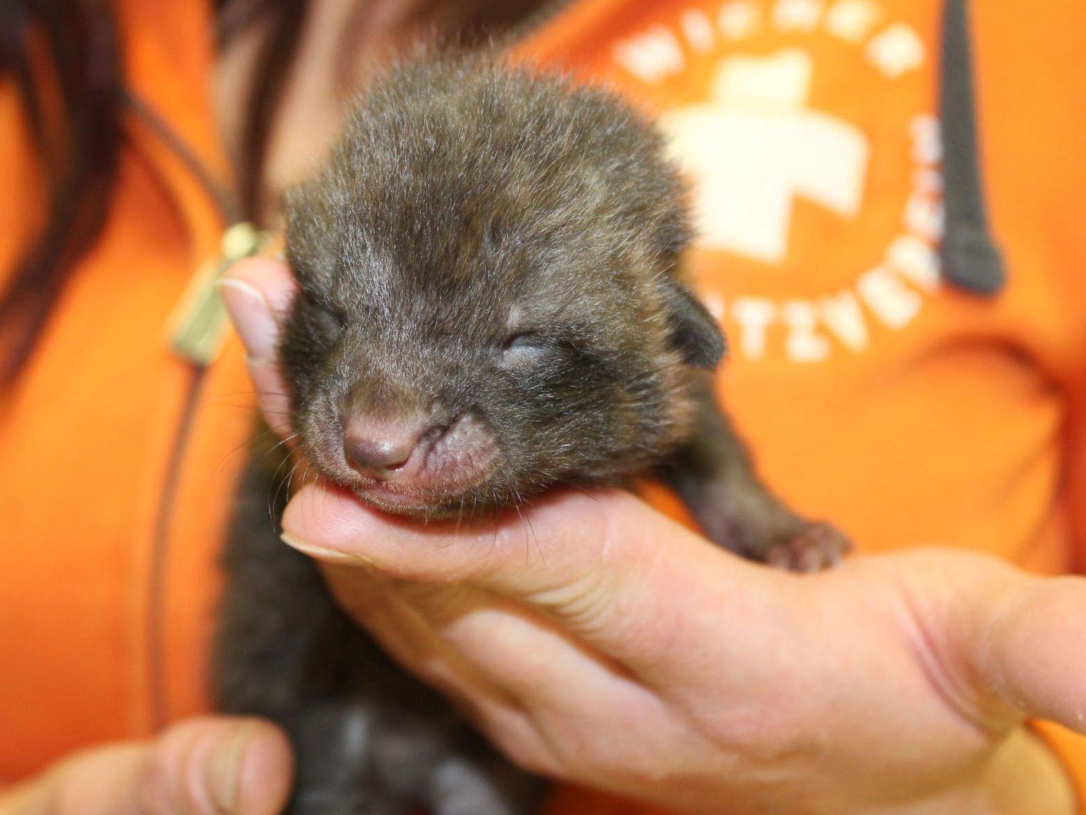 Der Babyfuchs wurde auf den Namen "Django" getauft.