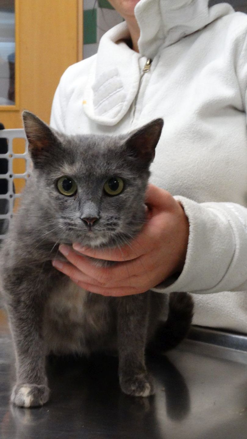 Die Katze "Emma" wird nun im Wiener Tierschutzhaus betreut.