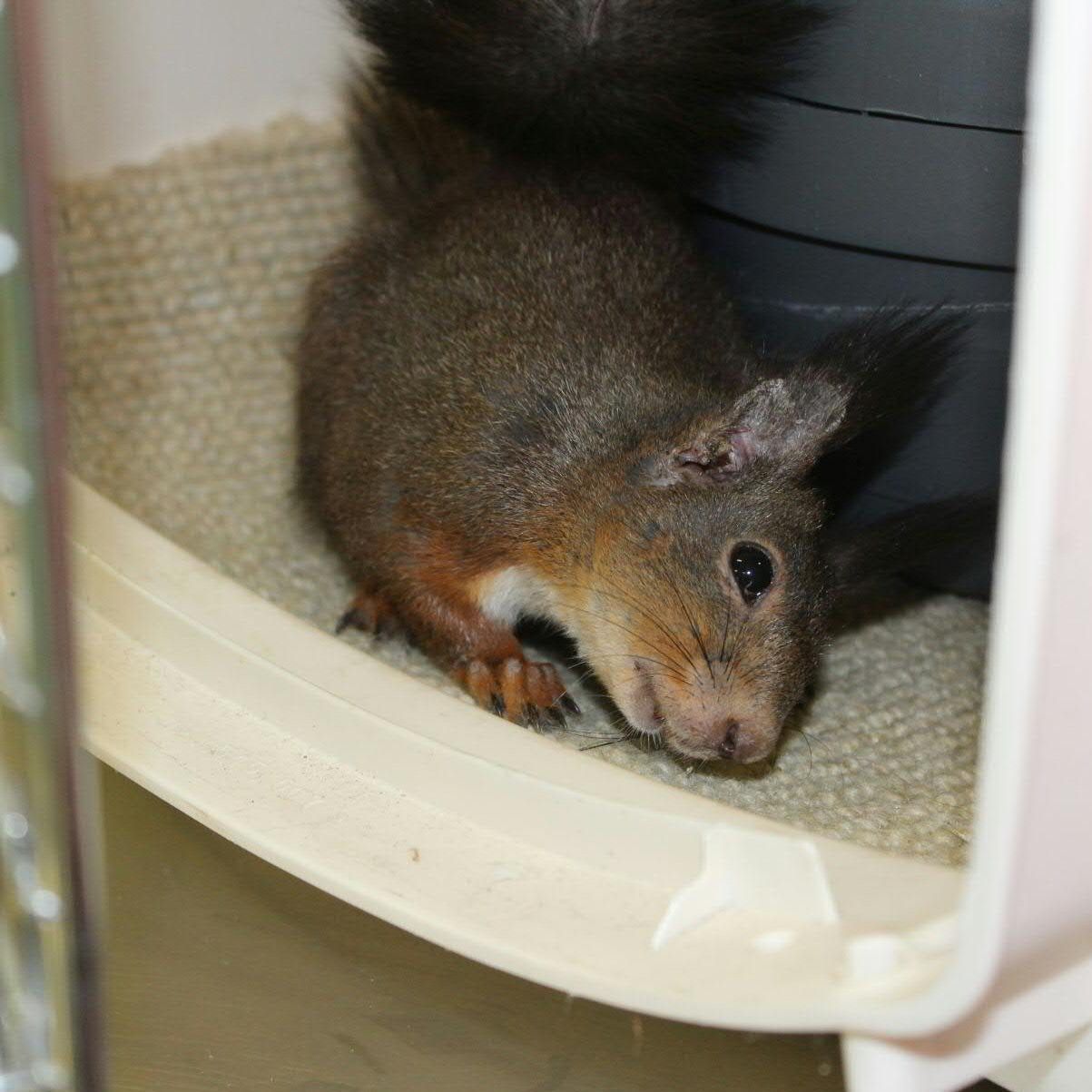 Die beiden kleinen Tiere "Skippy" und "Dara" konnten gerettet werden.