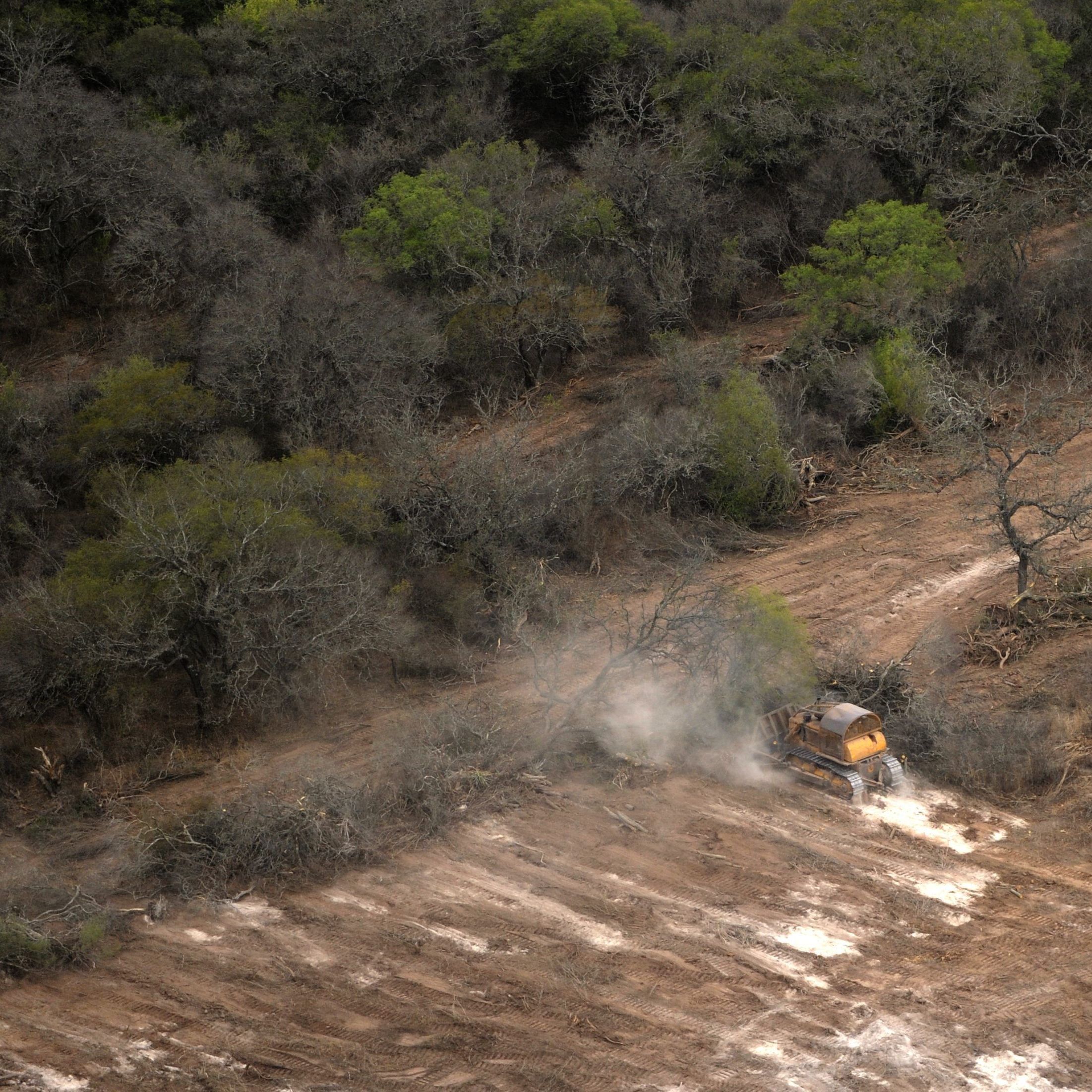 Eine Studie, die beim "Österreichischen Klimatag" vorgestellt wird, zeigt, dass Österreich auf Soja- und Palmöl-Importe verzichten könnte.