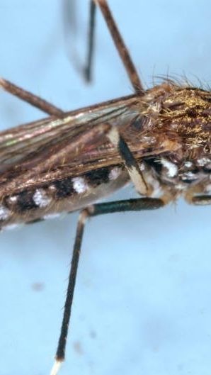 Die Asiatische Buschmücke ist inzwischen auch im Süddeutschen Raum angesiedelt