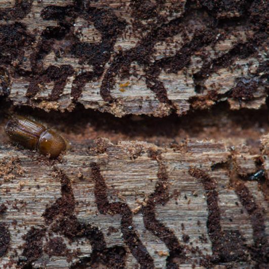 Ein Borkenkäfer ist in einem Gang zu sehen, den das Insekt in den Stamm einer Fichte gefressen hat