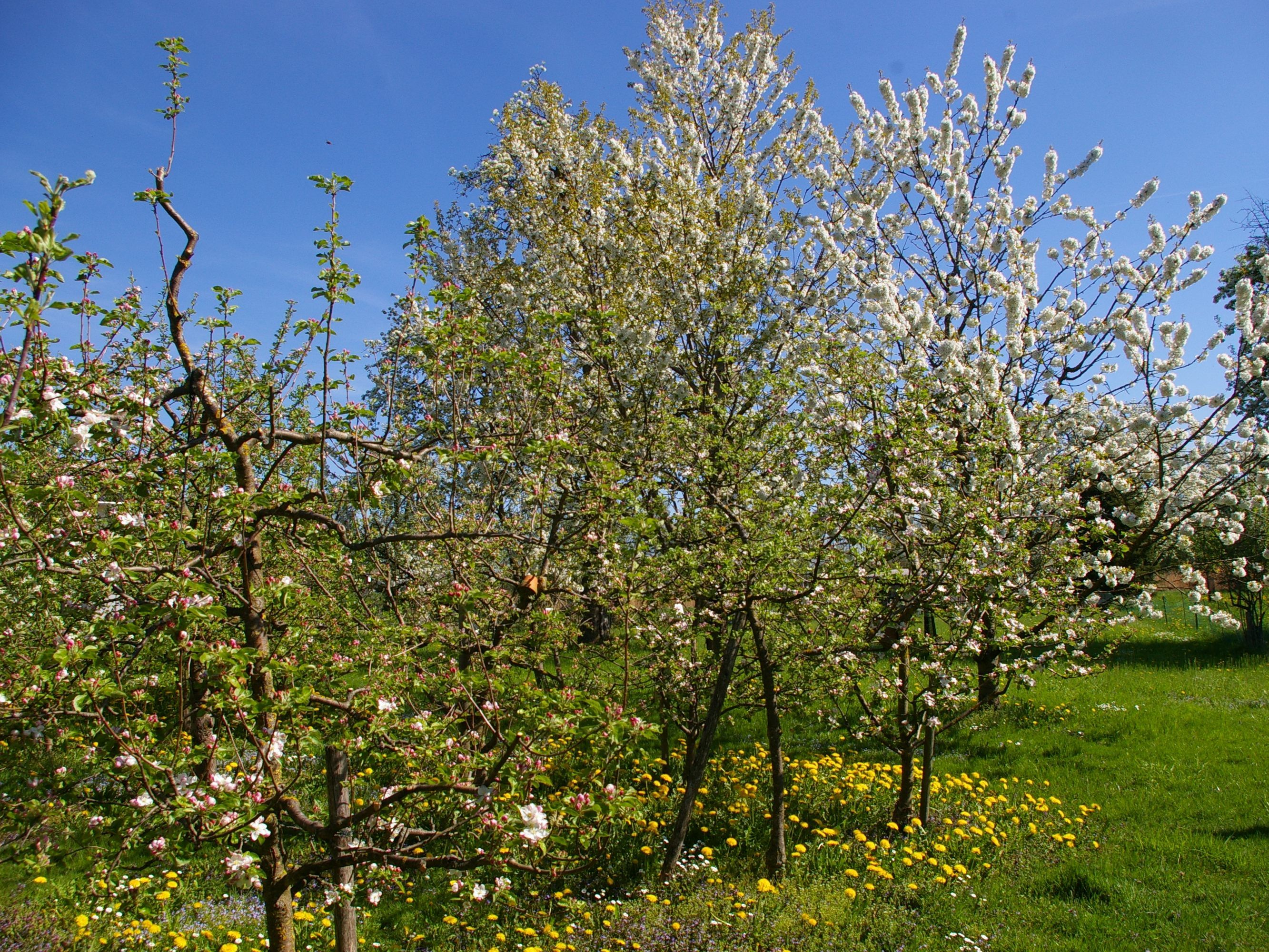 Obstgarten