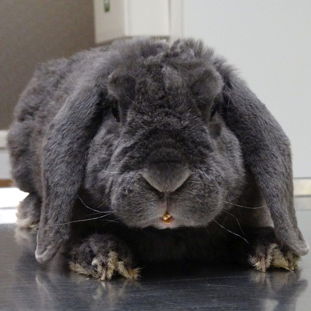 Kaninchen "Niki" erhielt beim WTV rasche Hilfe