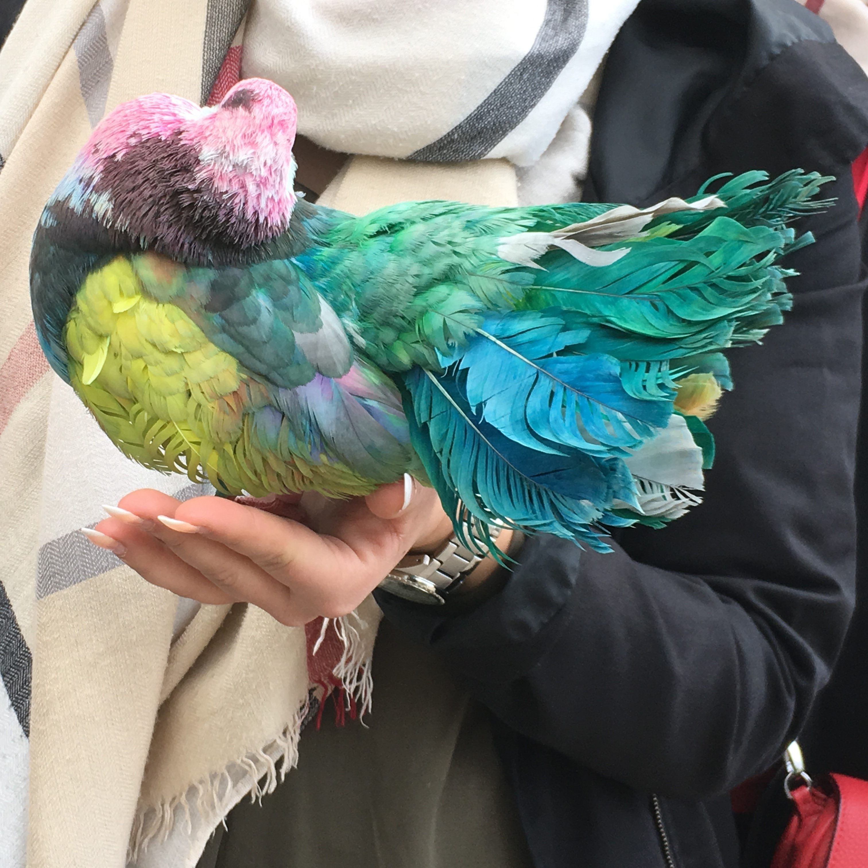 Tierschützer kritisieren die Tierquälerei scharf.