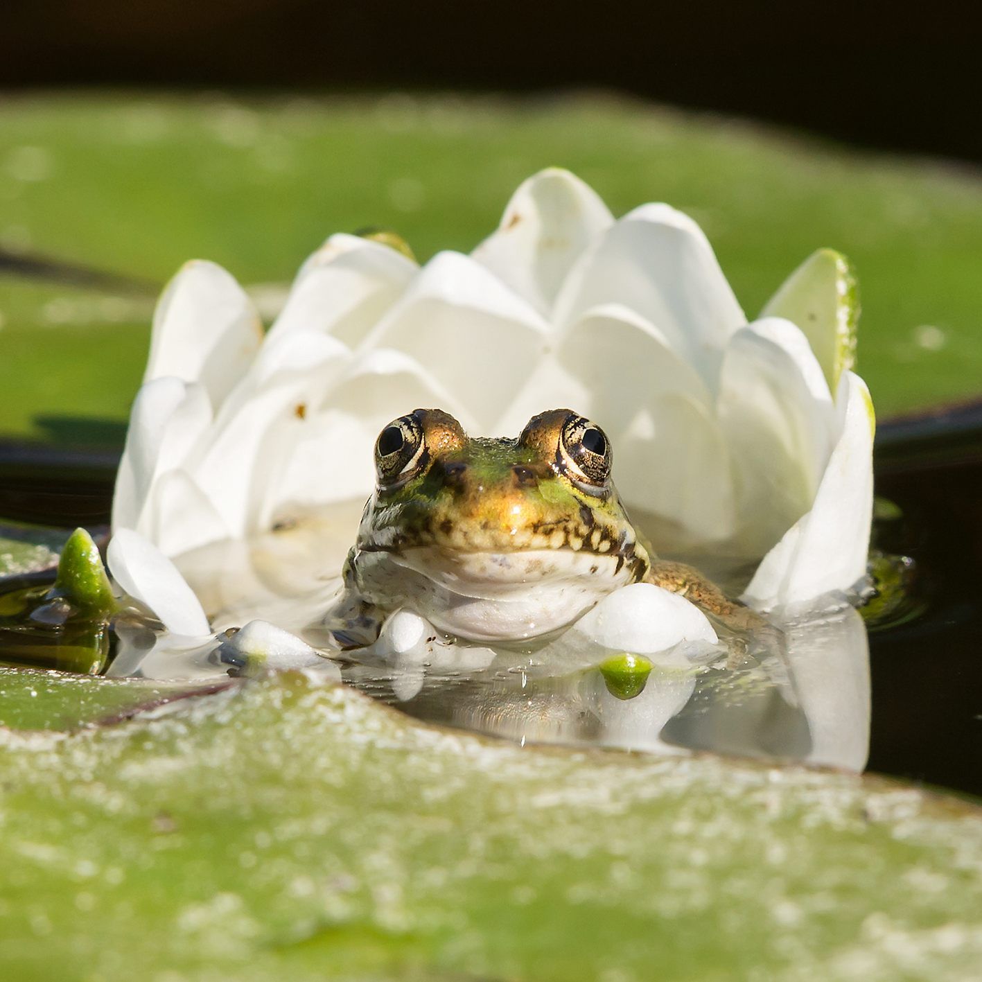 Am Wochenende ist der ein oder andere Frosch im Tigerteich unterwegs.