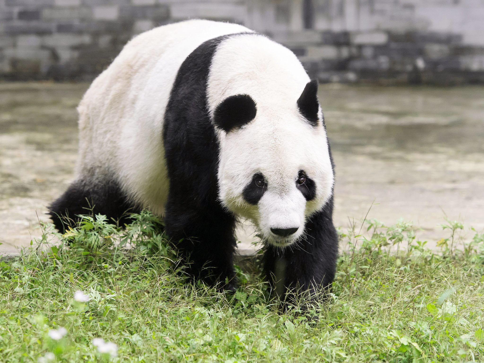 Yuan Yuan ist in Wien angekommen.