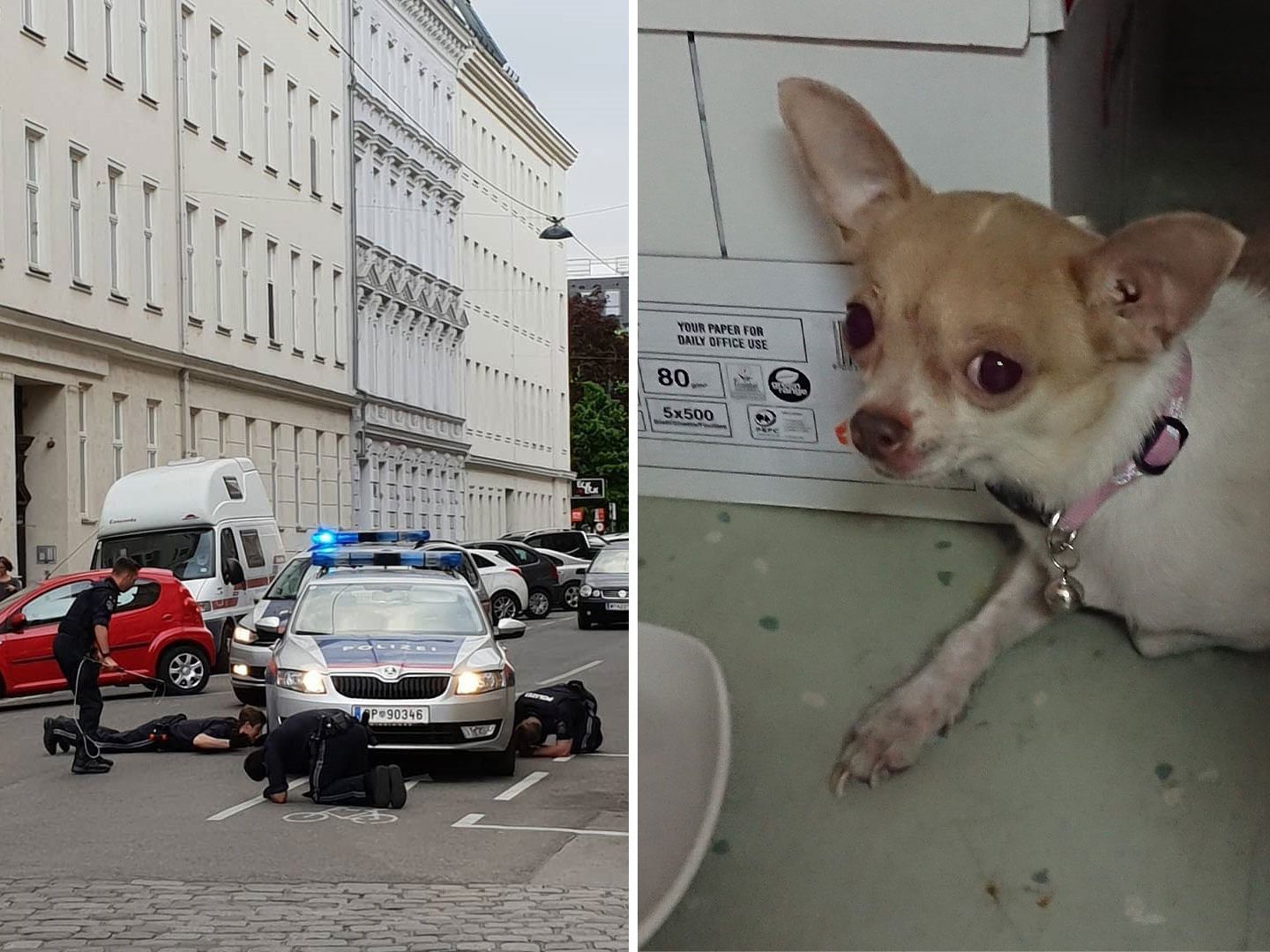 Die Polizei Wien wurde am Ostermontag von einem entlaufenen Chihuahua beschäftigt.