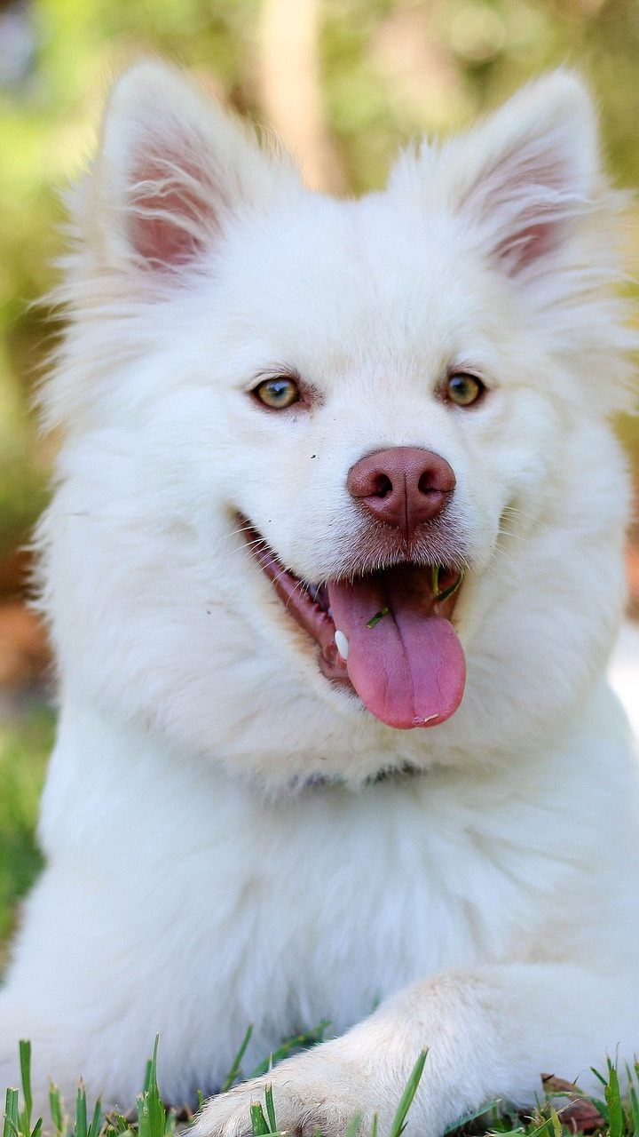 Hunde können Überträger für die neuartigen Viren sein.