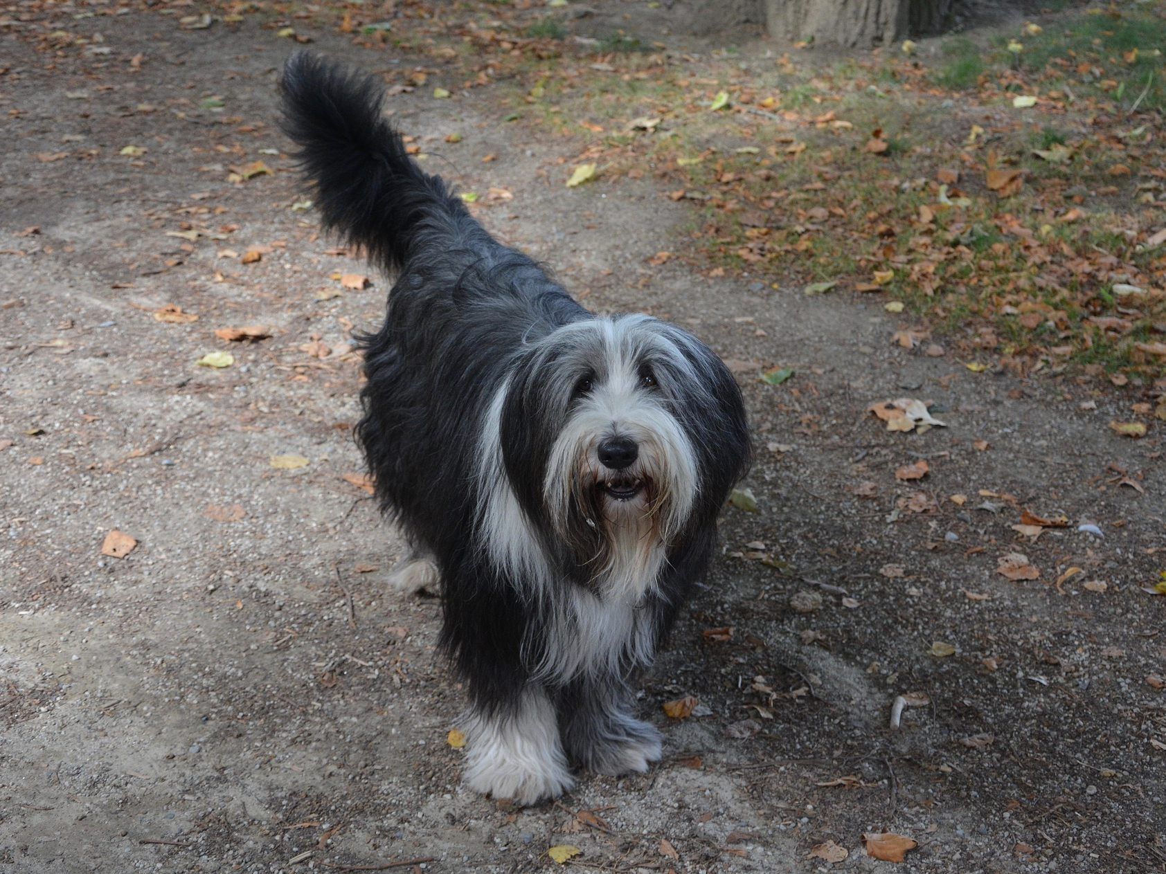 Der Hund war vor einem Appartement angeleint.