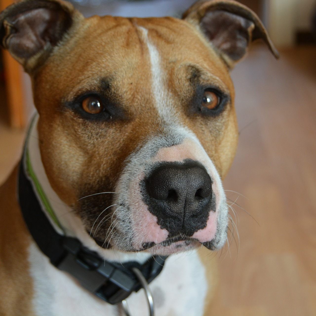 Die Polizei konnte den jungen Haus aus der verwahrlostn Wohnung befreien.
