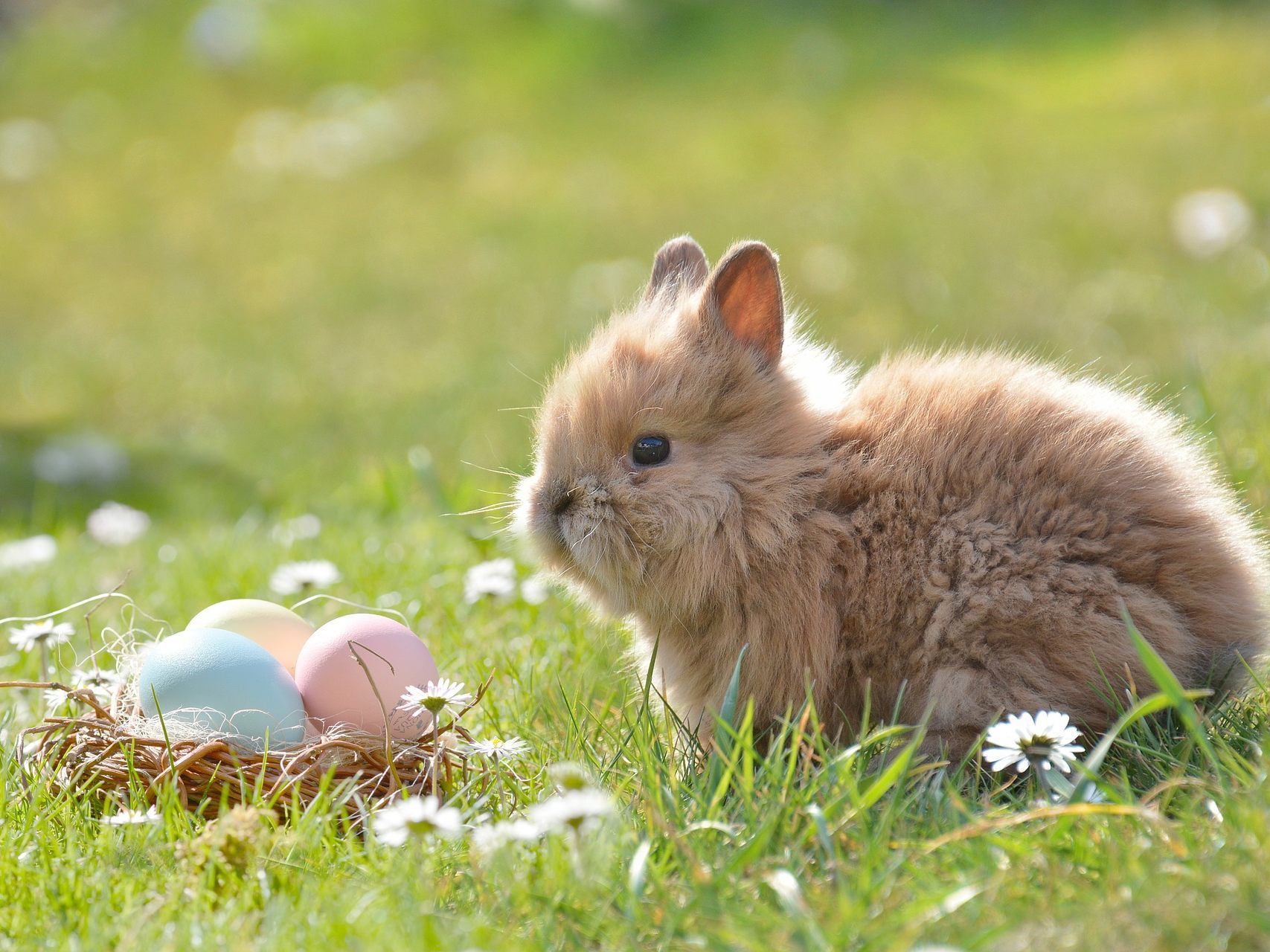 Die Ausstellung im Tiergarten Schönbrunn beschäftigt sich mit "Alles rund ums Ei und Nest". Die Ausstellung im Tiergarten Schönbrunn beschäftigt sich mit "Alles rund ums Ei und Nest".