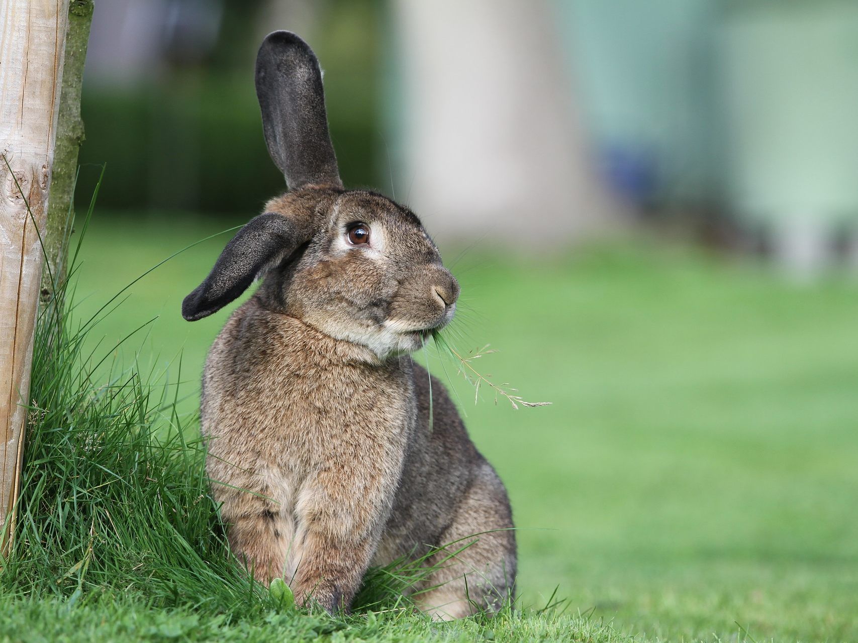 Zu Meister Lampe gibt es einige witzige Fakten.