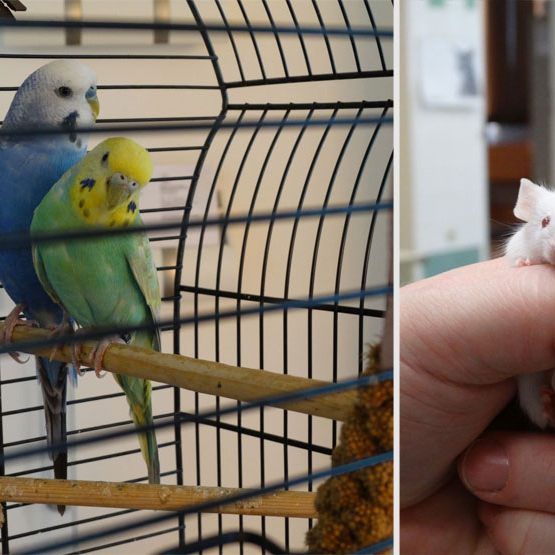 Wellensittiche und Mäuse wurden einfach ausgesetzt.