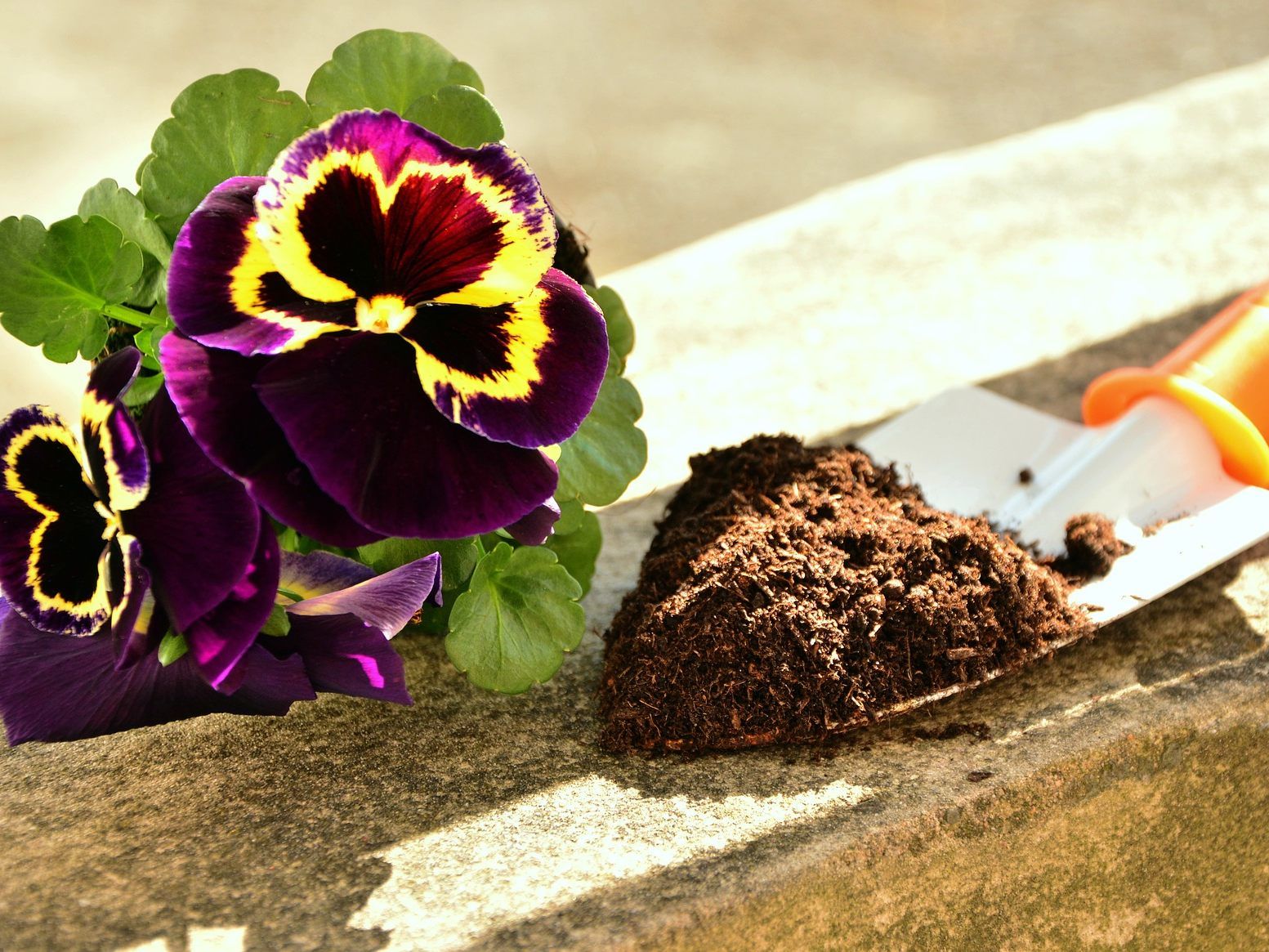 Zwei Blumenerden waren wegen Listerien "nicht zufriedenstellend".