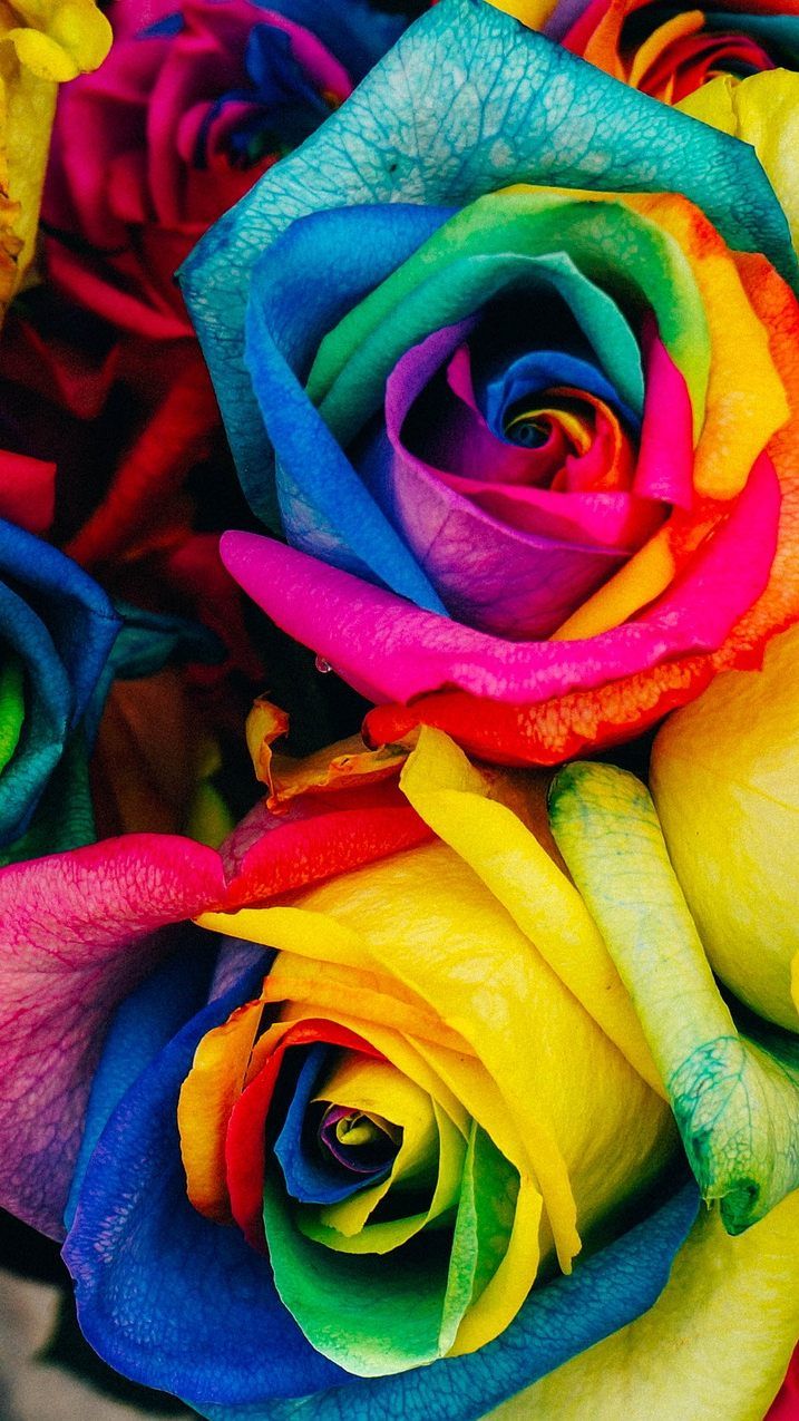 Bunte Rosen liegen zum Muttertag 2019 voll im Trend.