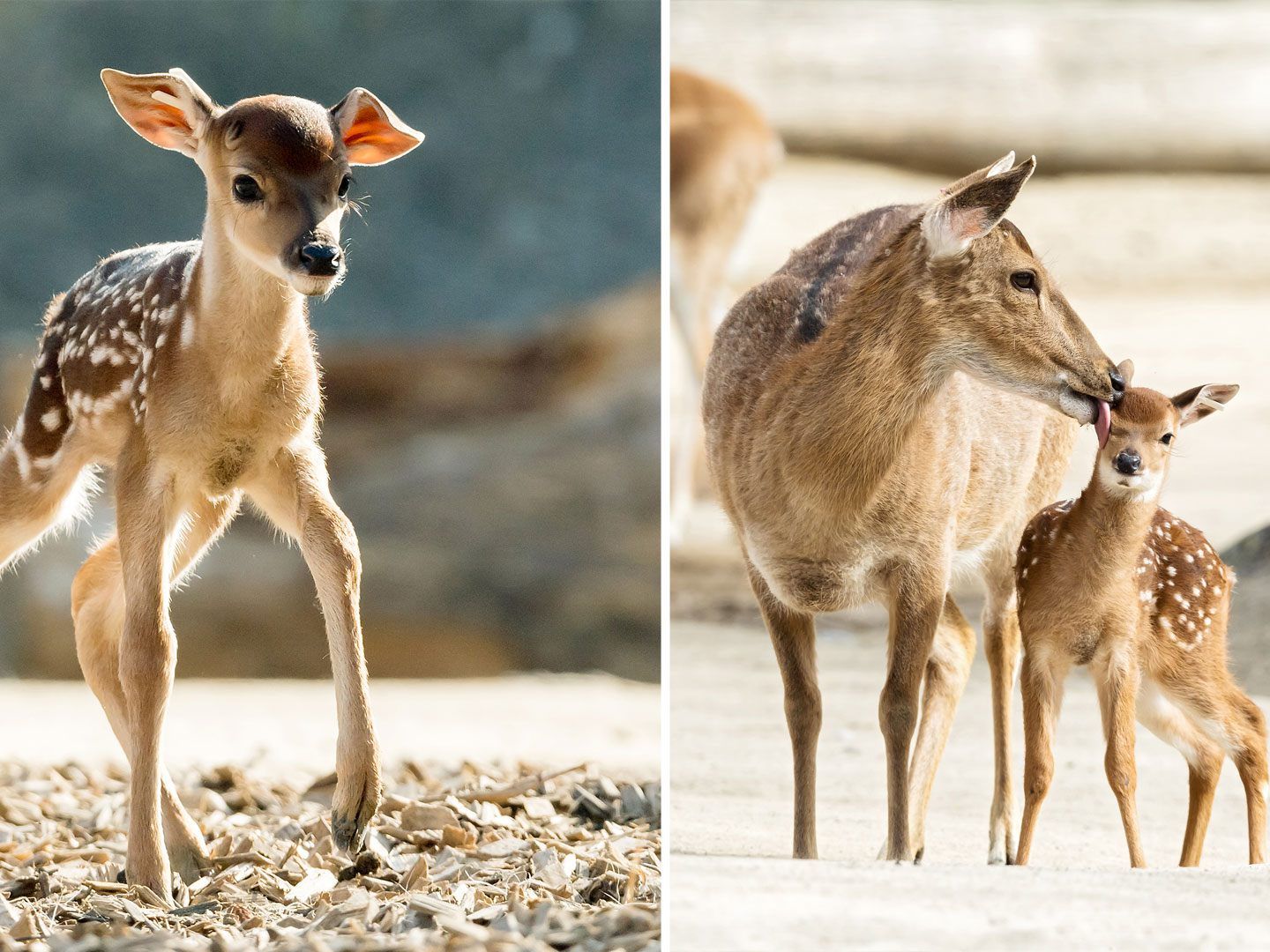 Im Wiener Tiergarten Schönbrunn kamen im März zwei Sikahirsch-Babys zur Welt.