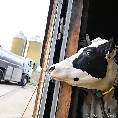 18 Prozent Bio-Milch bei Molkereien