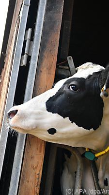 18 Prozent Bio-Milch bei Molkereien