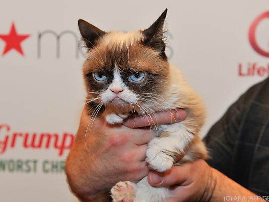 Grumpy Cat hatte viele Fans