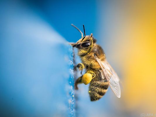 Am 20. Mai ist Weltbienentag