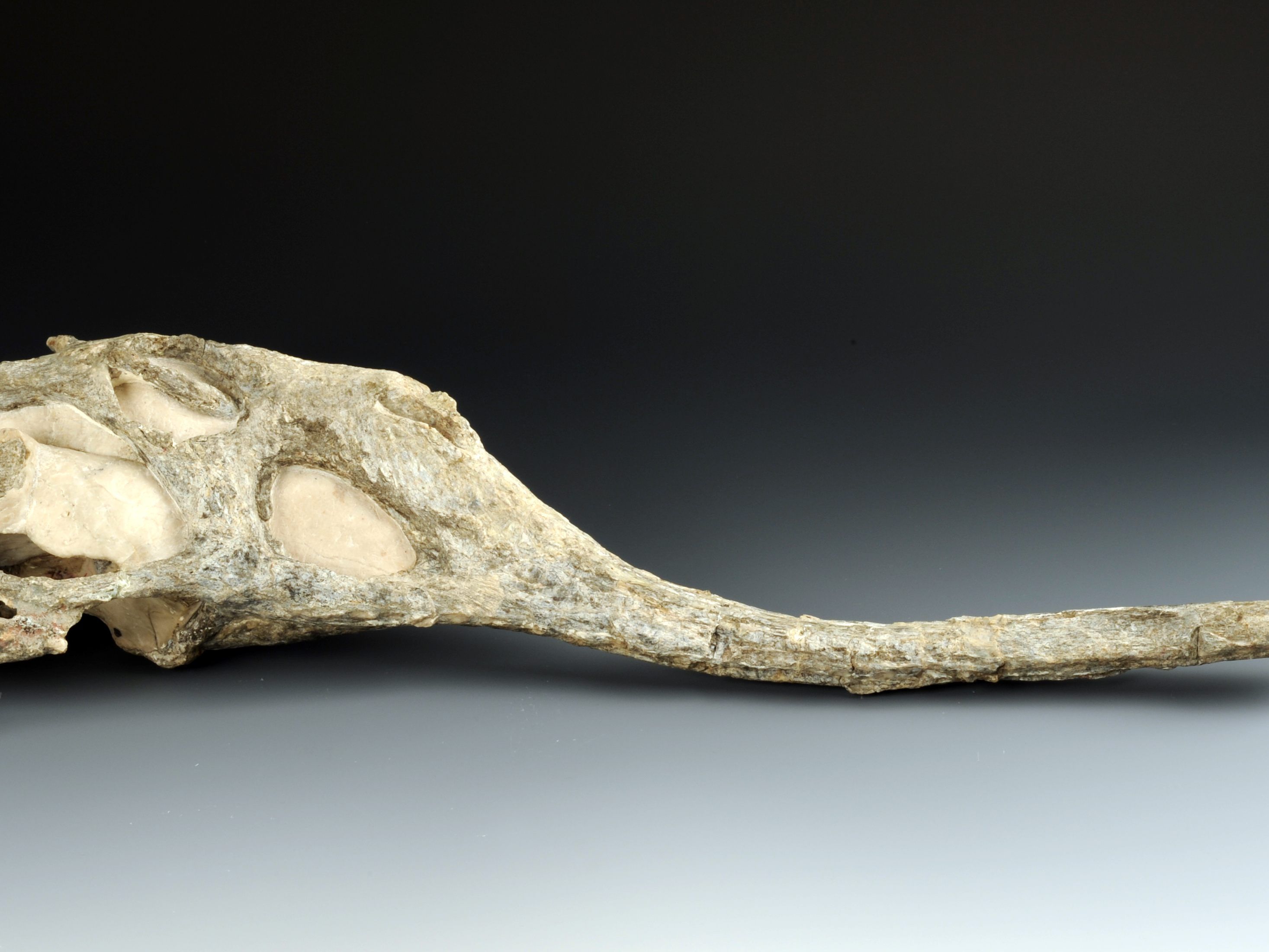 Eine neue Saurier-Art haben Wissenschafter im Naturhistorischen Museum (NHM) Wien entdeckt - hier ein Schädelknochen Eine neue Saurier-Art haben Wissenschafter im Naturhistorischen Museum (NHM) Wien entdeckt - hier ein Schädelknochen