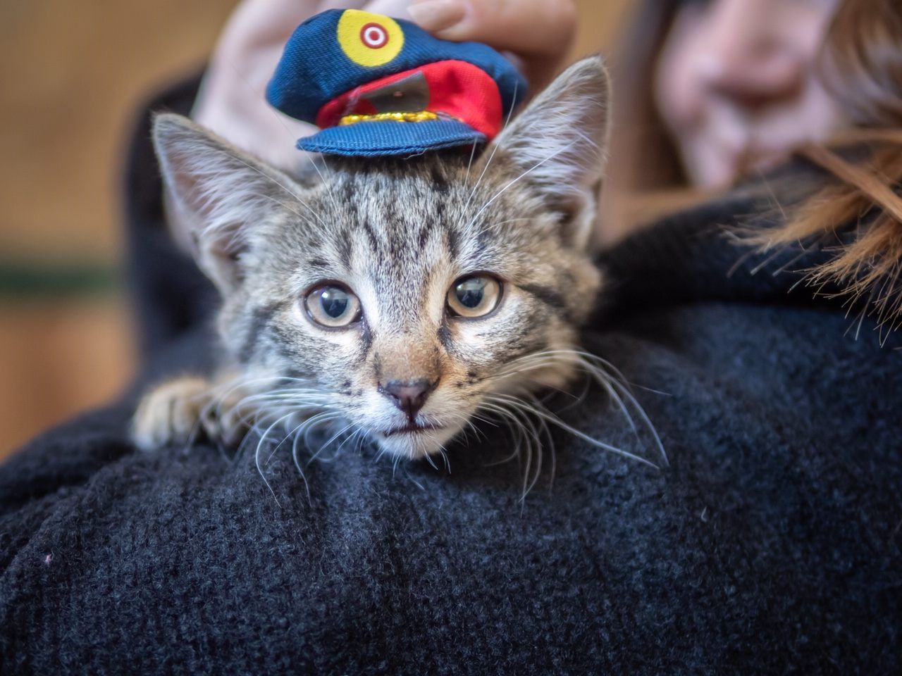 Österreichs neue Polizeikatze heißt "Leutnant-Mietz". Österreichs neue Polizeikatze heißt "Leutnant-Mietz".