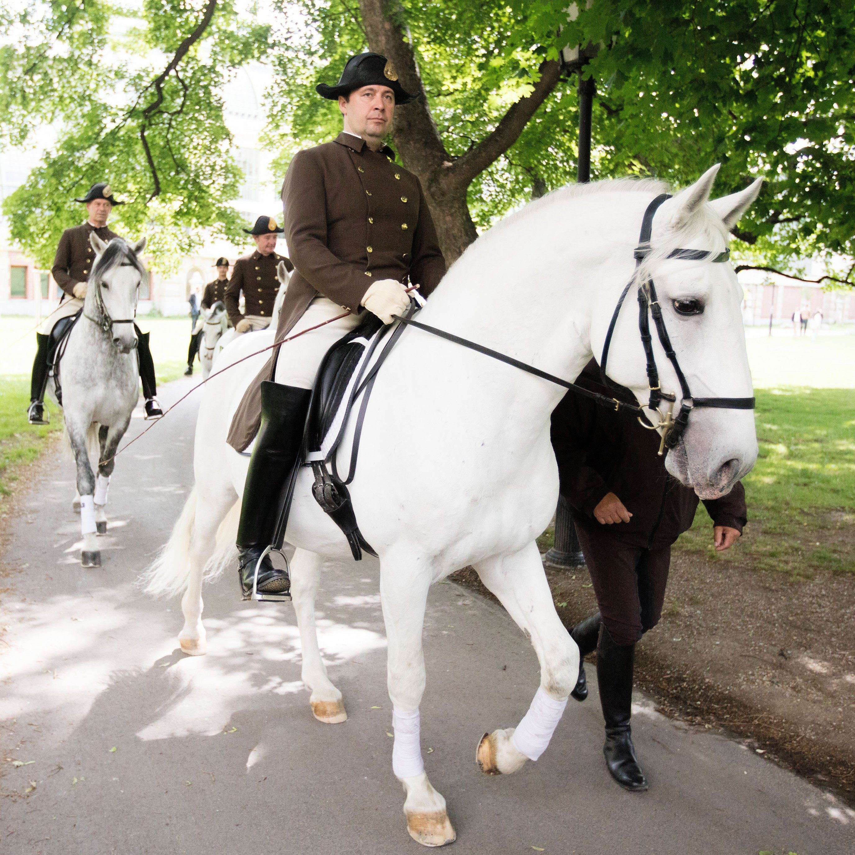 Die weißen Pferde sollen als immaterielles Kulturerbe geschützt werden.