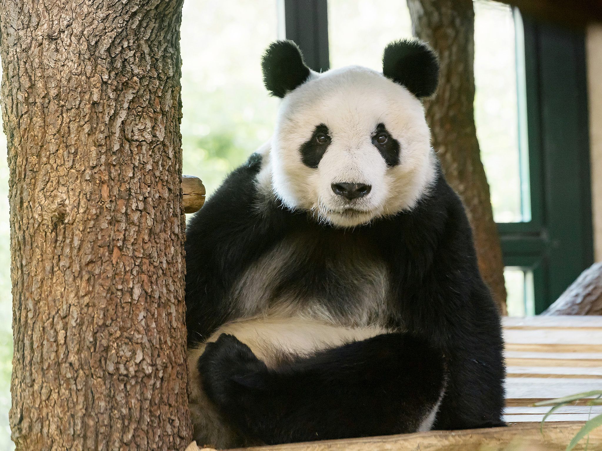 Panda Yuan Yuan ist bereits seit Mitte April in Wien nun folgt der feierliche Empfang Panda Yuan Yuan ist bereits seit Mitte April in Wien nun folgt der feierliche Empfang