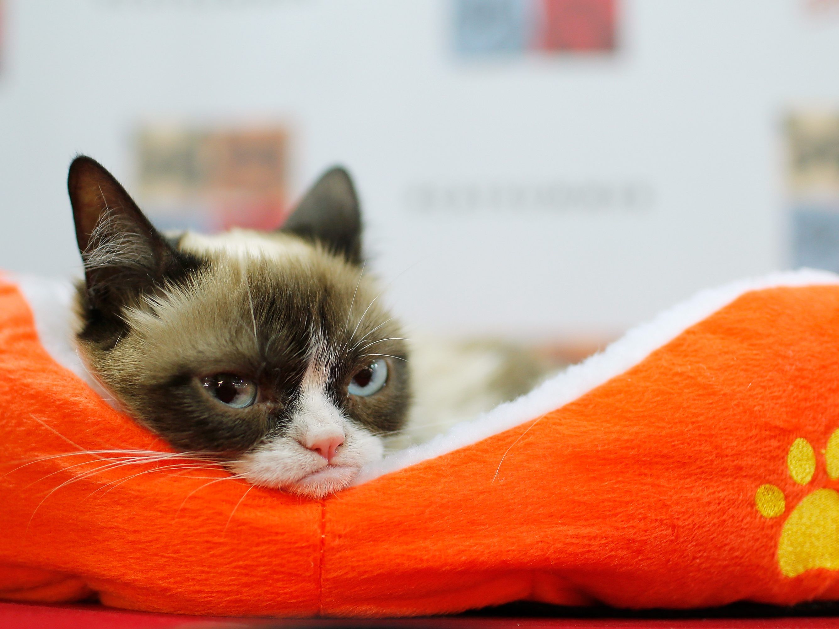 Grumpy Cat starb im Alter von nur 7 Jahren.