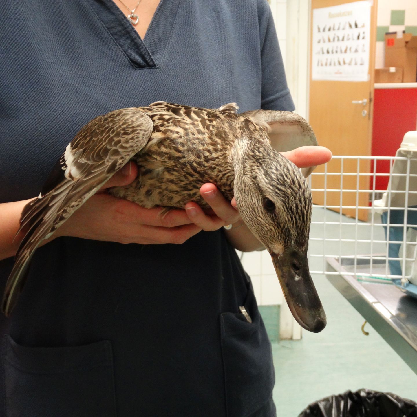 Die Ente hatte eine Schockverletzung durch ein Projektil eines Luftdruckgewehrs erlitten