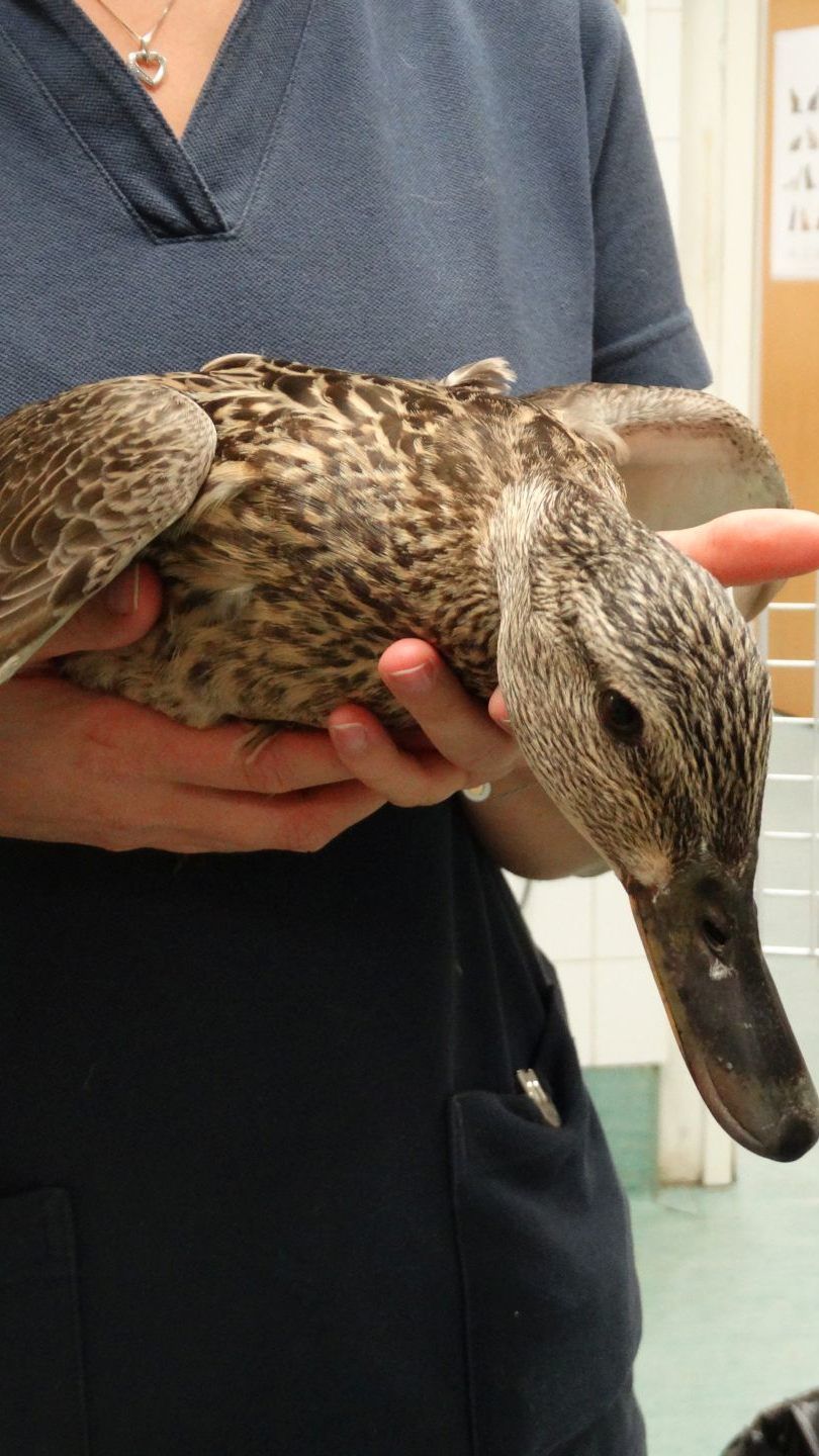 Die Ente hatte eine Schockverletzung durch ein Projektil eines Luftdruckgewehrs erlitten