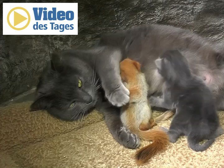 Die Katze dient den verwaisten Eichhörnchen-Babys als Ziehmutter.