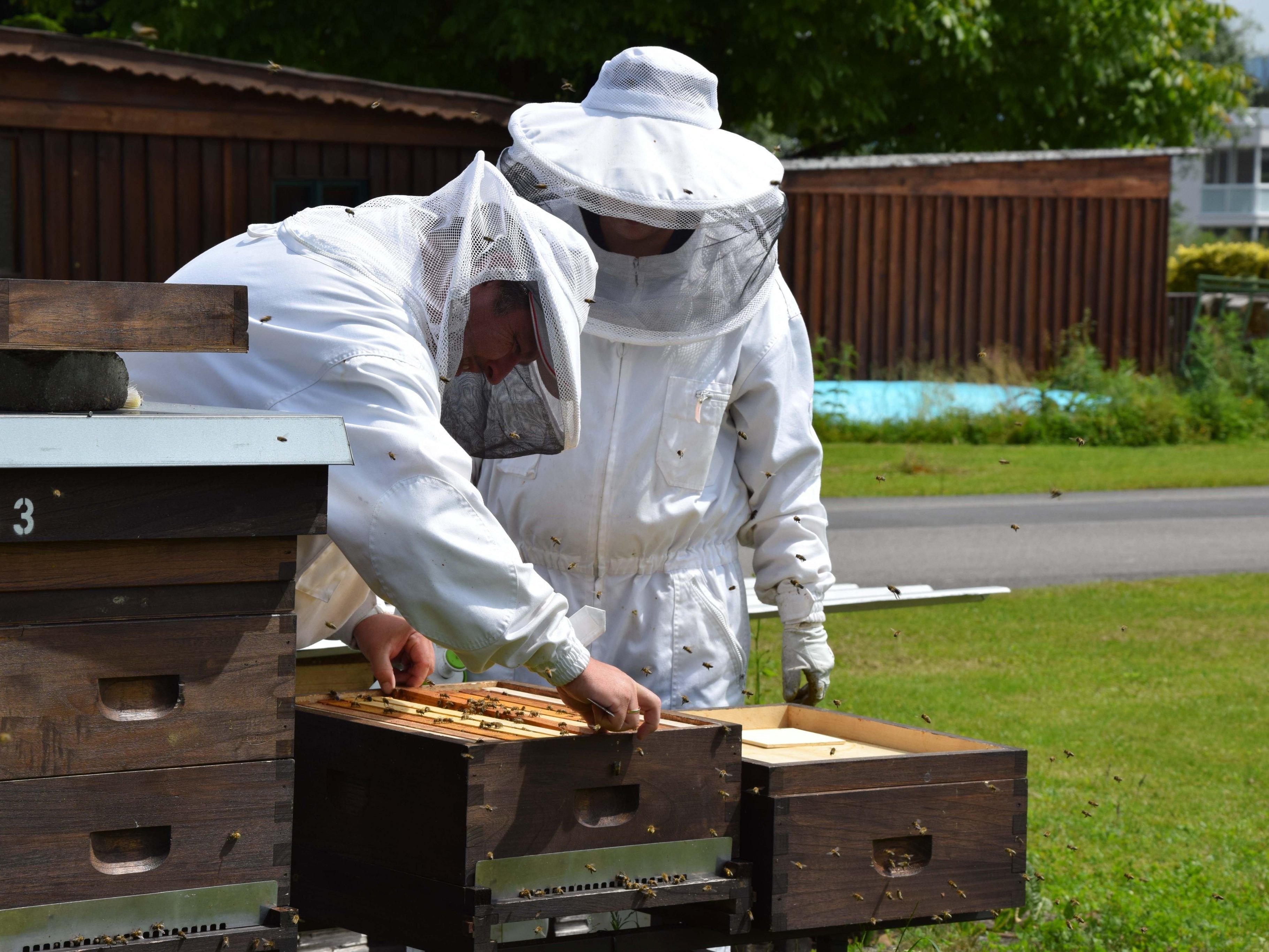Im Rahmen der Umweltwoche feiert der Bienenzuchtverein sein 125-jähriges Bestehen und lädt Groß und Klein zum Bienenfest am Gutshof Heidensand. Im Rahmen der Umweltwoche feiert der Bienenzuchtverein sein 125-jähriges Bestehen und lädt Groß und Klein zum Bienenfest am Gutshof Heidensand.