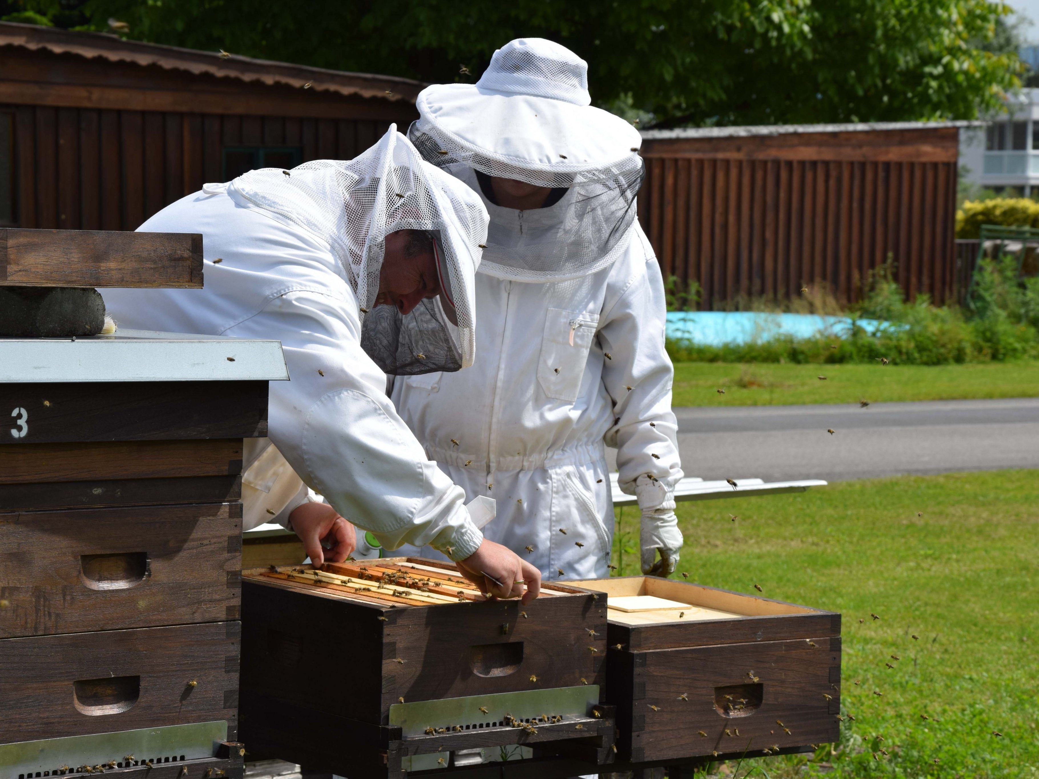 Im Rahmen der Umweltwoche feiert der Bienenzuchtverein sein 125-jähriges Bestehen und lädt Groß und Klein zum Bienenfest am Gutshof Heidensand.