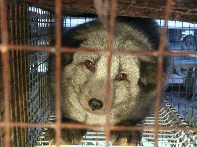 Ein Polarfuchs - eingesperrt im Käfig Ein Polarfuchs - eingesperrt im Käfig