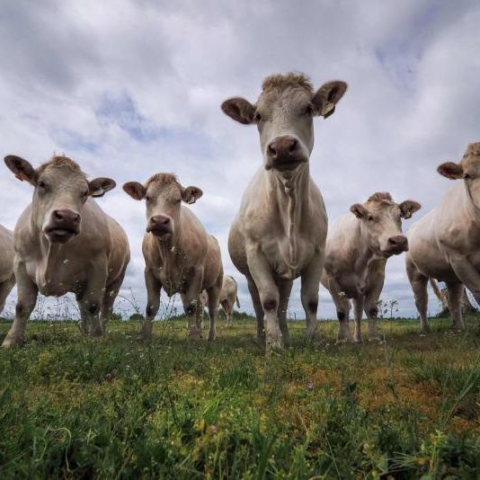 Von der Neurodermitis bis hin zu allergischem Asthma - ist die Landwirtschaft schuld?