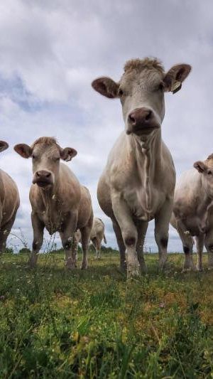 Von der Neurodermitis bis hin zu allergischem Asthma - ist die Landwirtschaft schuld?