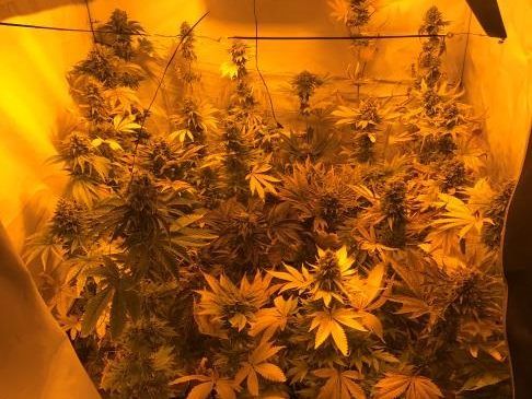 Die Beamten konnten 32 Cannabispflanzen sicherstellen. Die Beamten konnten 32 Cannabispflanzen sicherstellen.